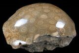 Polished Fossil Coral Head - Morocco #35372-2